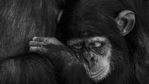 Cría de chimpancé