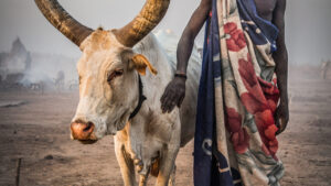 Mundari acariciando su Watusi