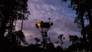 Árbol casa korowai