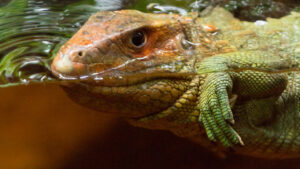 Iguana caimán