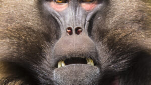Babuino gelada