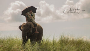 Elefante Nepal
