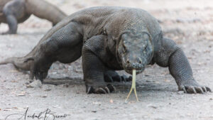 Dragón de Komodo