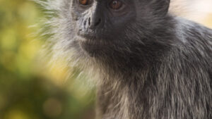 Langur pleateado