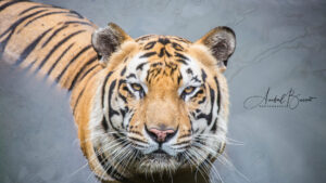 Tigre asiático
